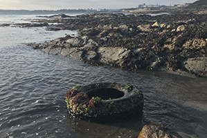 Pollution in Plymouth